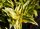 Zierliche Deutzie Aurea - Deutzia gracilis Aurea