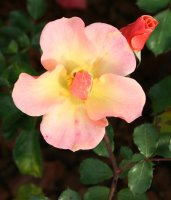 Bodendeckerrose Jazz - Rosa Jazz