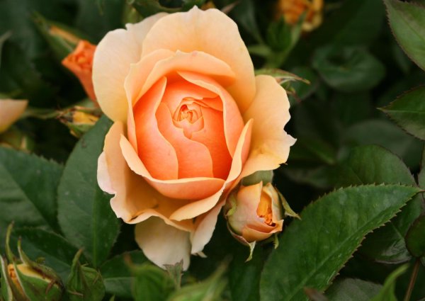 Rosa Hansestadt Rostock - Beetrose, bernstein-/apricotfarbene Blüte, gefüllt