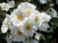 Bodendeckerrose Schneeflocke - Rosa Schneeflocke