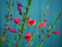 Edelginster - Cytisus scoparius Lena