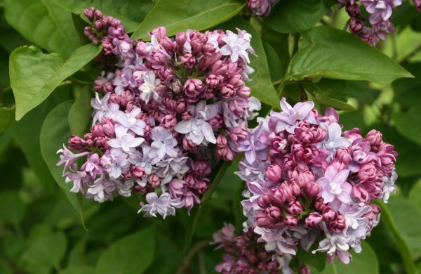 Edelfflieder Nadezhda Syringa vulgaris  40-60 cm, wurzelechter Strauch im 3-Liter Container