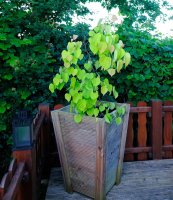 Kanadischer Judasbaum Hearts of Gold Cercis canadensis...