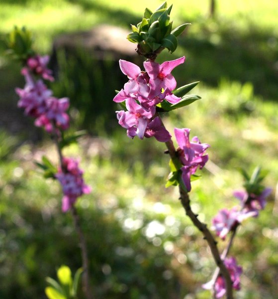 Gewöhnlicher Seidelbast - Daphne mezereum