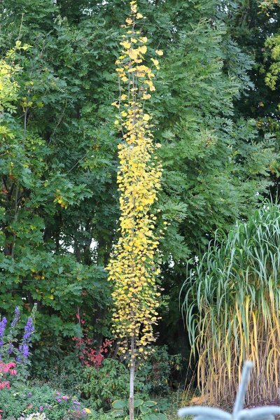 Säulenpappel Säulen-Zitterpappel Populus tremula Erecta