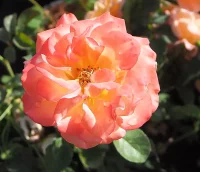 Bodendeckerrose Cubana - Rosa Cubana