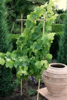 Rebstock Phoenix Vitis vinifera