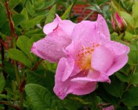 Eschenblättrige Rose - Labradorrose - Rosa blanda