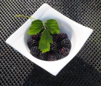 Dornenlose Brombeere Black Satin - Rubus fruticosus