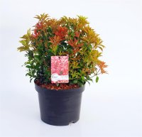 Pieris japonica Mountain Fire‘ - Japanische...