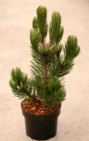 Pinus heldreichii Compact Gem Schlangenhautkiefer