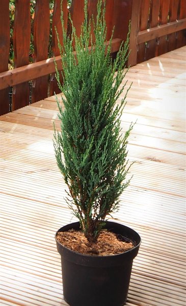 Raketenwacholder Skyrocket - Juniperus scopolorum