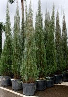 Raketenwacholder Skyrocket - Juniperus scopolorum