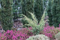 Strauchwacholder Blaauw Juniperus chinensis