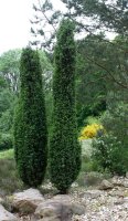 Gemeiner Wacholder - Juniperus communis