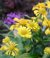 Sonnebraut Kanaria - Helenium x cultorum Kanaria