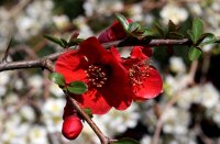 Japanische Zierquitte - Wildform - Chaenomeles japonica