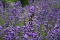 Lavendel Hidcote Blue - Lavandula angustifolia Hidcote Blue