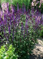 Blühsalbei - Ziersalbei Caradonna Salvia nemorosa