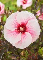 Stauden-Hibiscus - Riesen-Hibiscus Pink Candy®...