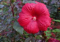 Stauden-Hibiscus - Riesen-Hibiscus Holy Grail ®...