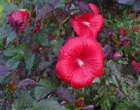 Stauden-Hibiscus - Riesen-Hibiscus Holy Grail ®  Hibiscus x moscheutos