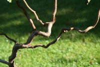 Rotblättrige-Korkenzieher-Haselnuss - Corylus maxima Red Majestic