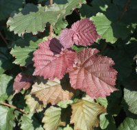 Bluthasel - Corylus maxima Purpurea