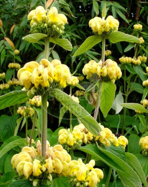 Brandkraut - Phlomis russeliana