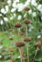 Brandkraut - Phlomis russeliana