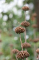 Brandkraut - Phlomis russeliana