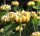 Brandkraut - Phlomis russeliana