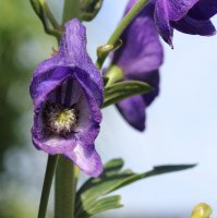 Eisenhut -  Aconithum carmichaelii  Arendsii’