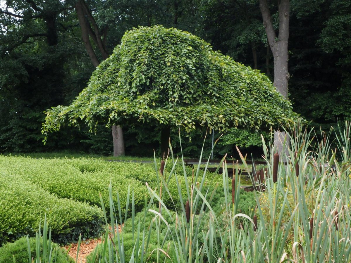 Hänge-Hainbuche - Trauerbuche - Carpinus betulus 'Pendula', 99,00