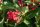 Weigela Red Prince  - Weigelie Red Prince