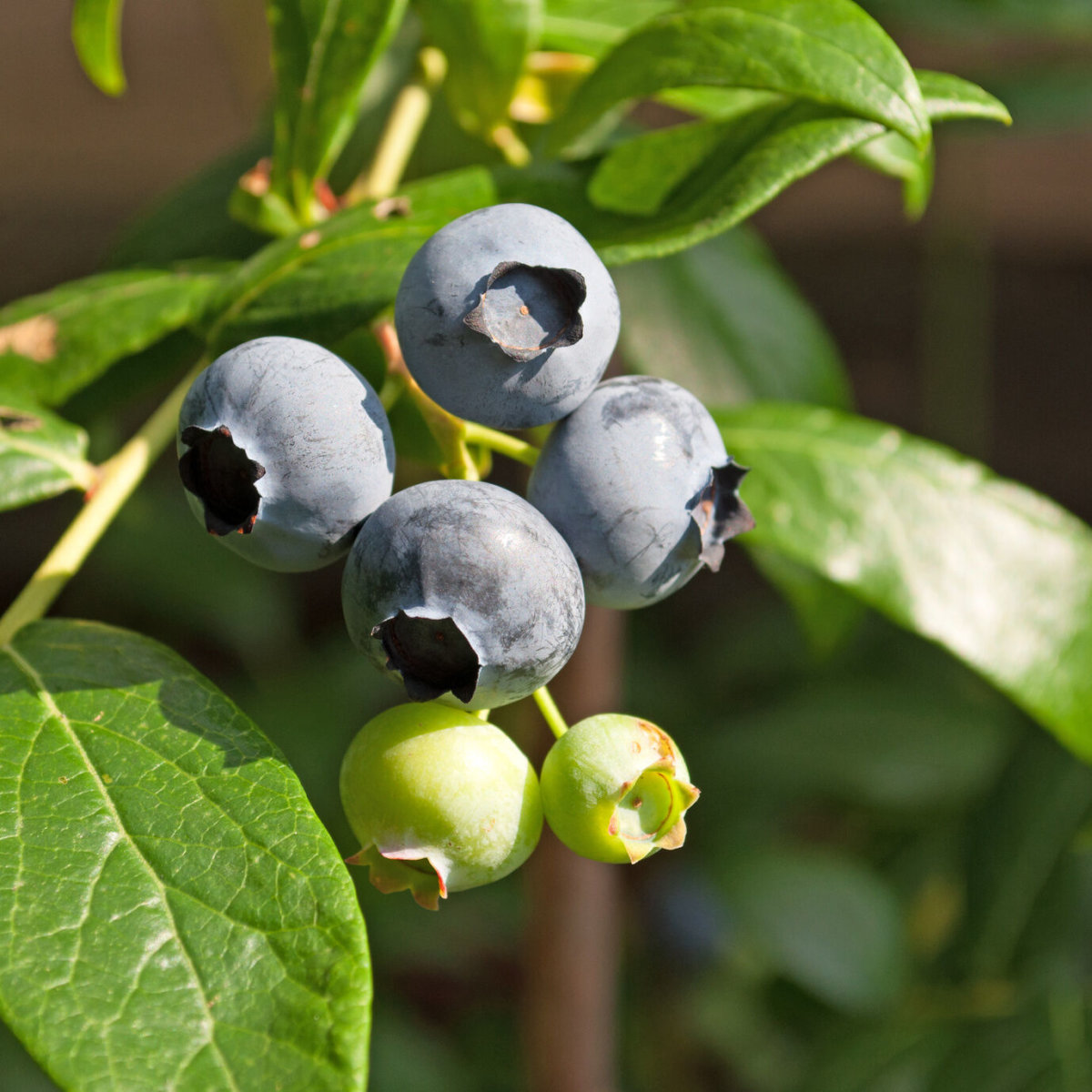 heidelbeere-blaubeere-vaccinium-bluejay-19-95