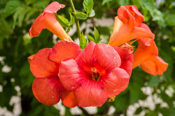 Trompetenblume - Trompetenwinde rotorange - Campsis radicans