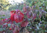 Wilde Brombeere - Rubus fruticosus