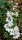 Zierliche Deutzie - Deutzia gracilis