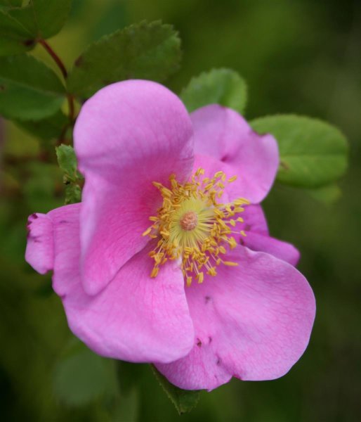 Carolinarose - Wiesenrose - Rosa carolina 70-90 cm, leichter Strauch, ab 2 Trieben, wurzelnackt