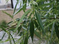 Korbweide - Hanfweide - Flechtweide - Salix viminalis 80-120 cm, 1 jährig bewurzeltes Steckholz, wurzelnackt